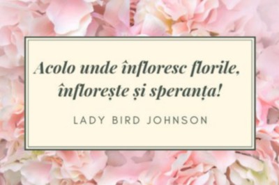 Serruria Floral Concept SRL - Flori Dambovita