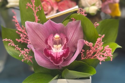 Sc hadasa 4K studio SRL - Fotografie Teleorman