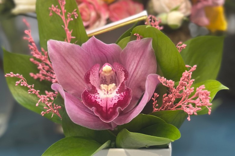 Sc hadasa 4K studio SRL